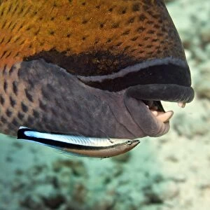 Cleaner Wrasse - cleaning Titan Triggerfish (Balistoides sp. ) - Maldives