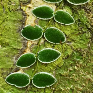 Climbing plant on a tree - Danum Valley Conservation Area - Sabah - Borneo - Malaysia