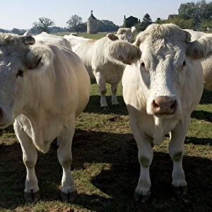 Close up of Charolais cows, France
