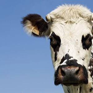 Closeup of head Normande tri-coloured cow Normandy France