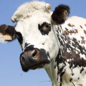 Closeup of head Normande tri-coloured cow Normandy France Closeup of head Normande tri-coloured cow Normandy France