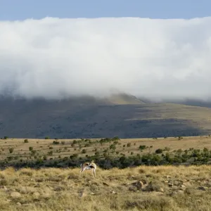 Cloud blanket enveloping mountain tops with springbok (Antidorcas marsupialis) in foreground in Mountain Zebra National Park, Eastern Cape, South Africa