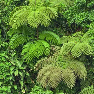 Cloud forest trees and vegetation in the mountains of Bajos del Toro Amarillo, Sarchi, Costa Rica Date: 18-03-2011