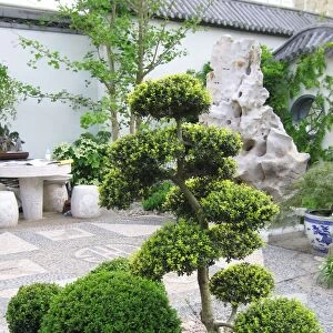 Cloud Pruned Tree - in Japanese garden