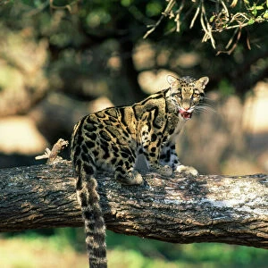 Clouded Leopard - on tree licking lips - Asia