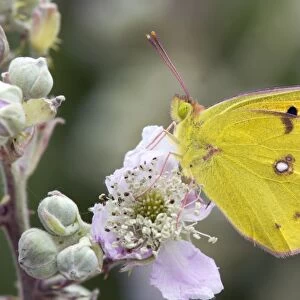 Clouded Yellow Butterfly - on bramble - UK