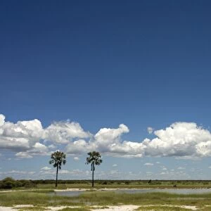 Clouds on the horizon near Twee Palme'. Etosha National Park, Namibia. Africa