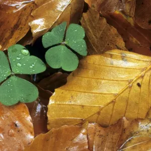 Clover in autumn leaf's Clover in autumn leaf's