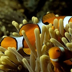 Clown anemonefish have a symbiotic relationship with their host sea anemone with both species gaining protection from predators from the other