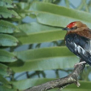 Club-winged Manakin - Perched Distribution: - South America - Ecuador, Colombia