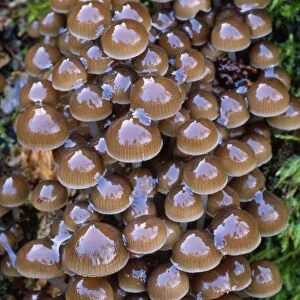 Clustered Oak Bonnet Fungi - growing on tree stump