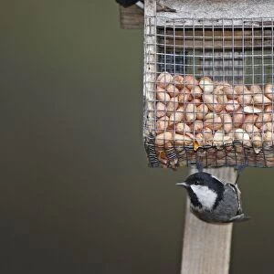 Coal Tit at the feeding station / bird feeder - Scotland