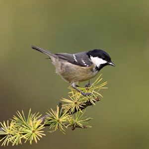 Coal Tit. Perched on pine cone covered conifer branch. Cleveland. England, UK