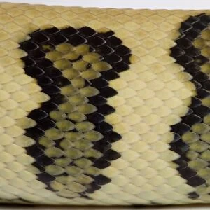 Coastal Carpet Python - detail of the skin - Mcdowelli sub-species - “Jaguar” mutation - Australia