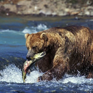 Coastal grizzly bear with salmon in mouth. Alaska MA1378