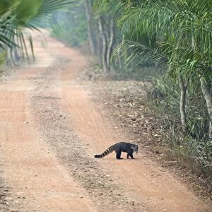 Coatimundi - Crossing road - Pantanal - Brazil