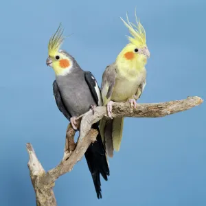 Cockatiel Birds - Two perched on branch