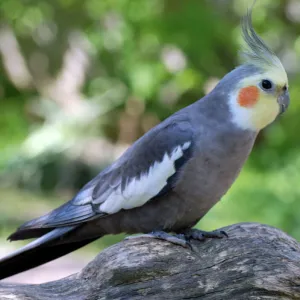 Cockatiel on dead tree; Australia