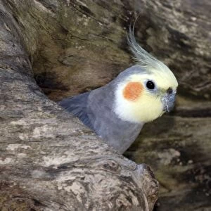 Cockatiel at entrance to nest in hollow tree; Australia