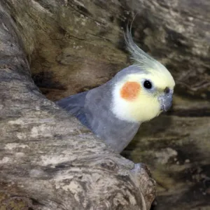 Cockatiel at entrance to nest in hollow tree; Australia