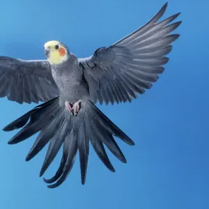 Cockatiel In flight