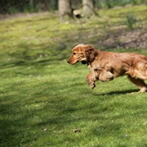 Cocker Spaniel Dog - puppy running