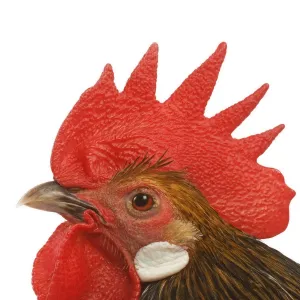 Cockerel - breed - Bassette liegeoise - in studio