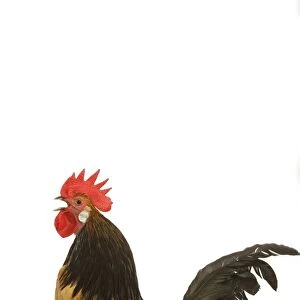 Cockerel - breed - Bassette liegeoise - in studio