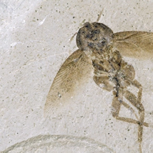 Cockroach Fossil - Eocene 48 m. y. a. Green River Formation, Colorado