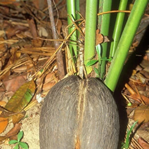 Coco-de-mer / Maldive Coconut - Seed on ground