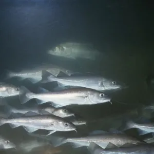 Cod PM 2830 North Sea Gadus morhua © Pat Morris / ardea. com Cod PM 2830 North Sea Gadus morhua © Pat Morris / ardea. com