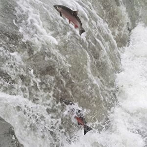 Coho / Silver Salmon - attempting to jump falls while on fall spawning migration up freshwater river. Pacific Northwest - USA _C2A0974