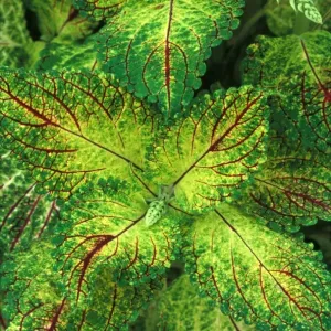 Coleus Pecos - (under glass) in beautiful Victorian greenhouses at West Dean Gardens, West Sussex. UK. September Coleus Pecos - (under glass) in beautiful Victorian greenhouses at West Dean Gardens, West Sussex. UK. September