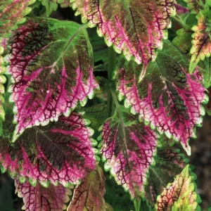 Coleus'Nettie - (under glass) in beautiful Victorian greenhouses at West Dean Gardens, West Sussex. UK. September Coleus'Nettie - (under glass) in beautiful Victorian greenhouses at West Dean Gardens, West Sussex. UK. September