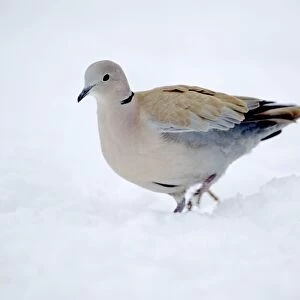 Collared Dove - in the snow
