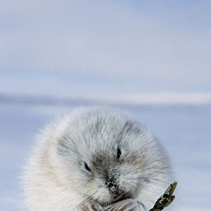 Collared Lemming - adult in winter fur (large winter claws are visible); feeds on buds and bark of dwarf willow sprouts on snow surface, typical in winter tundra of Taimyr peninsula, Kara sea shore, North of Siberia, Russian Arctic. Di33