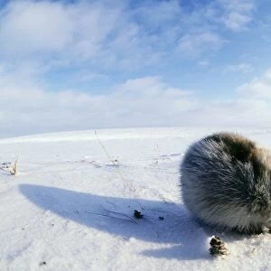 Collared Lemming - adult in winter fur, feeds on buds and bark of dwarf willow sprouts and dry grass on snow surface