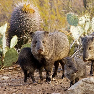 Collared Peccaries / Javelinas - Family group in the desert of south-west Arizona USA