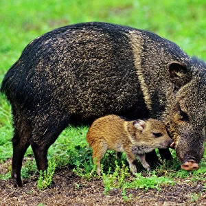 Collared Peccary / Javelina - mother with young piglet. American Southwest. MX21