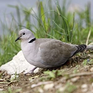Collared Turtle Dove. France