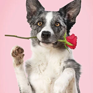 Collie X breed Dog, sitting, paws up with a red rose in mouth, pink background