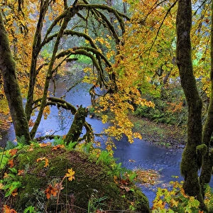 Colorful autumn maples along Humbug Creek in Clatsop County, Oregon, USA Date: 17-10-2021