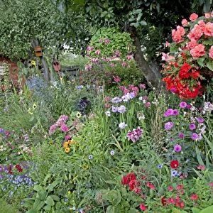 Colourful display of flowers in garden - Cheltenham - UK