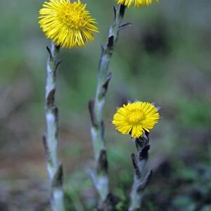 Coltsfoot - plant and flowers Lower Saxony, Germany