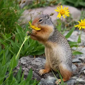 Columbian Ground Squirrel - eating flower - Glacier National Park - USA Columbian Ground Squirrel - eating flower - Glacier National Park - USA