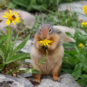 Columbian Ground Squirrel - eating flower - Glacier National Park - USA Columbian Ground Squirrel - eating flower - Glacier National Park - USA