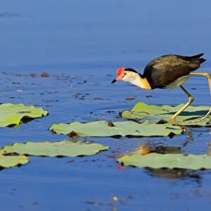 Comb-crested Jacana - adult walks over Lotus Lily's leaves on a pond foraging - Fogg Dam, Northern Territory, Australia
