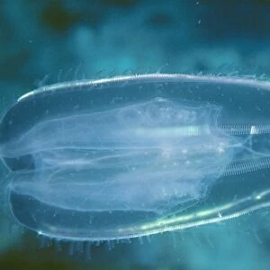 Comb Jellyfish VT 2813 Phylum tenophora © Valerie Taylor ARDEA LONDON