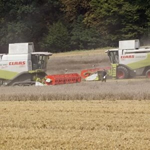 Combine Harvester - two harvesting corn - Lower Saxony - Germany