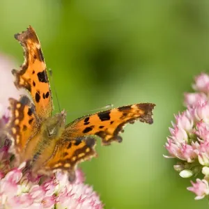 Comma Butterfly on Sedum - Norfolk - UK Comma Butterfly on Sedum - Norfolk - UK